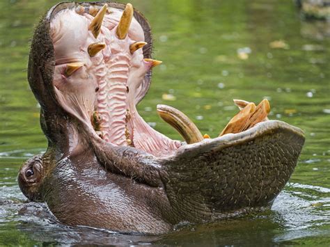 What The Inside Of An Adults Hippo Mouth Looks Like Rdanlebatardshow
