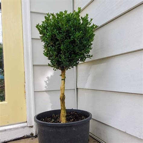 Buxus Green Velvet Boxwood Tree Form Sugar Creek Gardens