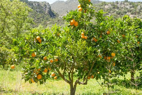 El Naranjotodo Lo Que Debes Saber Frutamare