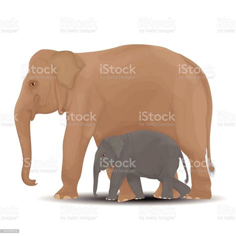 Mother And Baby Elephant Stock Illustration Download Image Now 2015