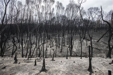 Forest Destroyed By Bushfires Australia Stock Image C051 9519 Science Photo Library