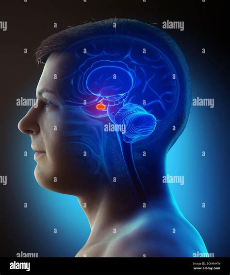 3d Rendering Medical Illustration Of A Male Brain Anatomy Pituitary