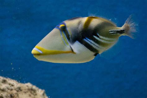 Lagoon Triggerfish Profile Traits Diet Breeding Facts Seafish