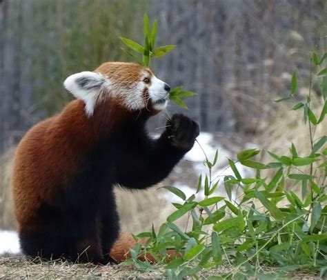 Detroit Zoo On Instagram Happy 5th Birthday Ravi Red Pandas Have