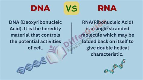 Difference Between Dna And Rna