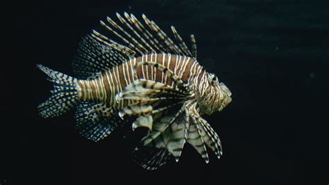 Lionfish Fact Sheet Blog Nature Pbs