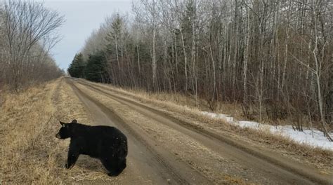 Minnesota Dnr Verifies Cougar Sighting On Trail Camera Near Baudette