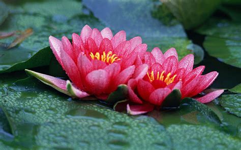 Red Lotus Flower Flower Hd Wallpapers Images Pictures Tattoos And