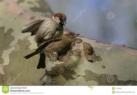 House Sparrows Mating Stock Image Image Of Bird Birds 1157939
