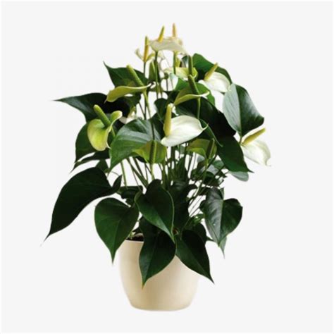 Anthurium White Flamingo Flower Hala Plants Uae Biggest Online