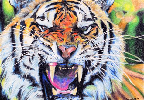 Tiger Colored Pencil Drawing Roaring Tiger Art By Sashamalikart