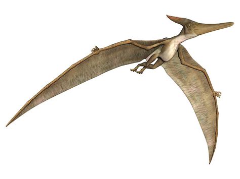 Fossil Find Unearths New Pterosaur Species In Argentina