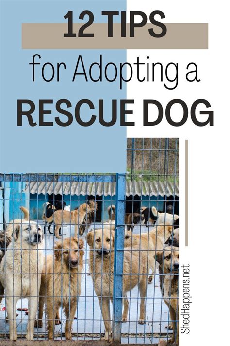 Bringing Home A Rescue Dog Check Out These Adoption Tips Rescue