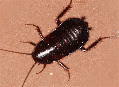 Oriental Cockroach Identification Guide