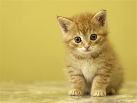 hd cat pictures baby cats hd animal wallpapers