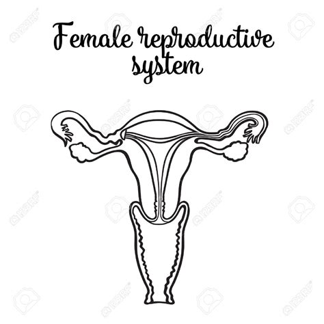 There is a pair of testis whose size is 4.5 cm x 2.5 cm x 3 cm. Female Reproductive System Drawing at GetDrawings | Free download