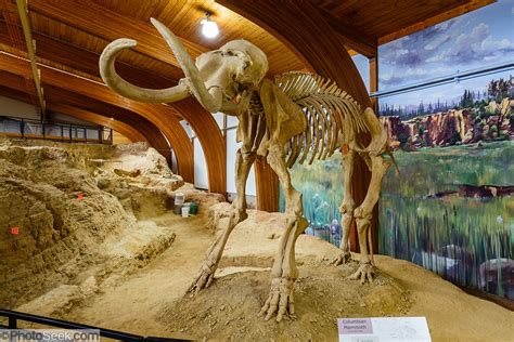 Columbian Mammoth Life Sized Replica Skeleton At The Mammoth Site
