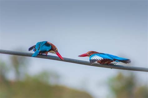 Free Photo Closeup Shot Of Two Red Beaked Birds Sitting On A Rope