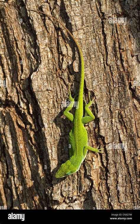 Green Anole Anolis Carolinensis Sitting Upside Down At A Tree Trunk