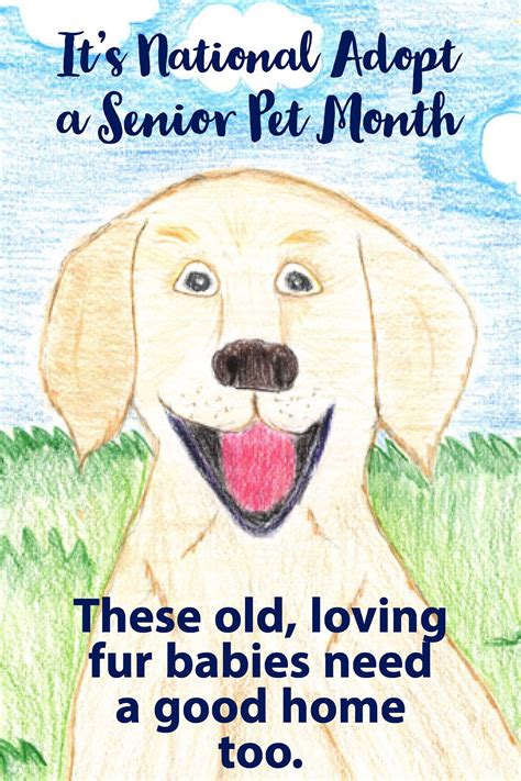 National Adopt a Senior Pet Month! 🐕🐰🐈 #shoutoutsaturday #adoptapet #