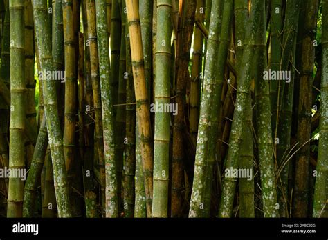 Bamboo Trees Stock Photo Alamy