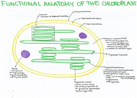 101 Diagrams Of Chloroplast 101 Diagrams