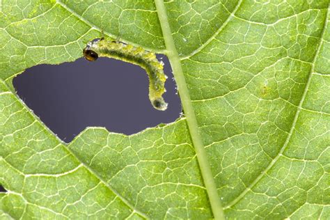 Leaf Damage Sawflies Larvae Caterpillar 12 Inch By 18 Inch Laminated