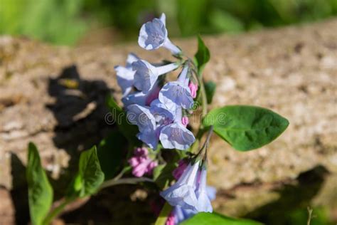 Blooming Bluebells Stock Image Image Of Midwest Floral 276129829