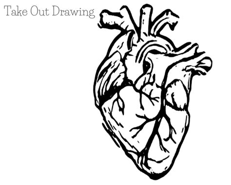 Human Heart Drawings Easy How To Draw A Human Heart 11 Steps With