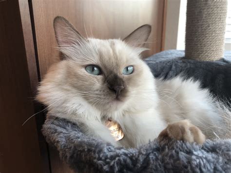 Chanel Ragdoll Kitten Of The Month Floppycats