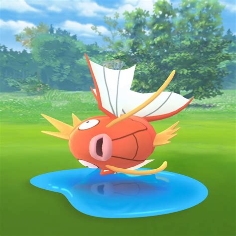 Video Niantic Shares Clip Of Magikarp Splashing In Puddle Ahead Of Pok Mon Go Community Day
