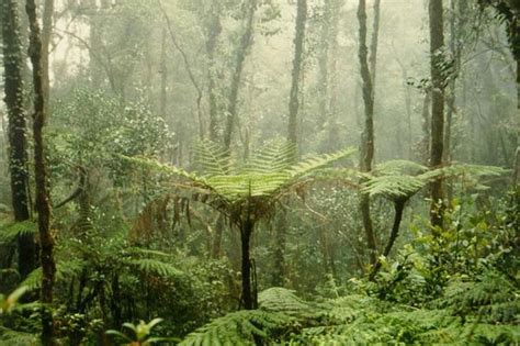 Worlds Rainforests Act As Rain Collecting Umbrellas Live Science