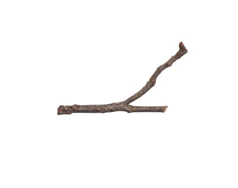 Premium Photo Single Dry Tree Branch Isolated On White Background