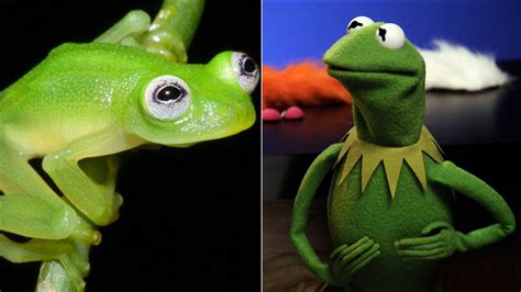 Newly Discovered Bare Hearted Glassfrog Resembles Kermit