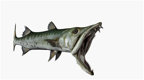 3d Model Big Barracuda Fish Rigged Animated 3d Model Vr Ar Low Poly
