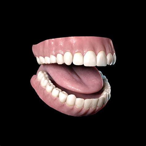 Realistic Human Teeth 3d Model