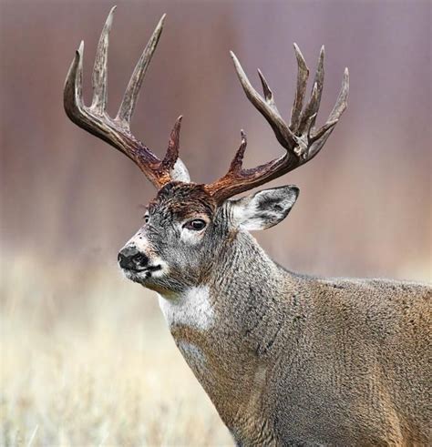 17 Best Images About Hunting Big Bucks On Pinterest Deer Hunting Big