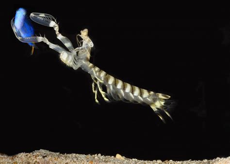 Mantis Shrimp Catching A Fish Image Eurekalert Science News Releases