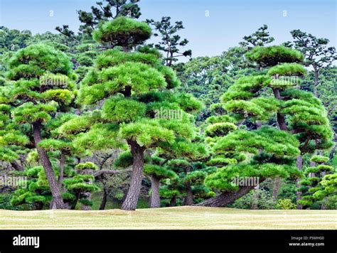 Ornamental Evergreen Pine Trees In A Park Stock Photo Alamy