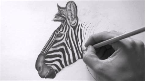 23 Pencil Drawing Zebra Pictures Basnami