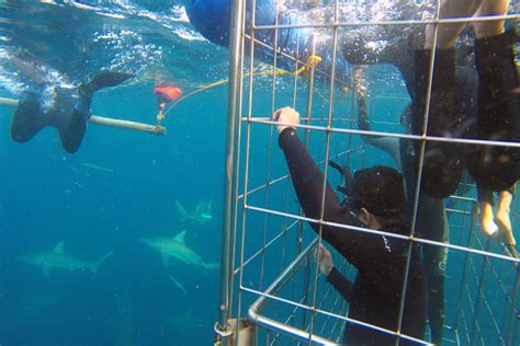 Shark Cage Diving Scuba Shack Cape Town