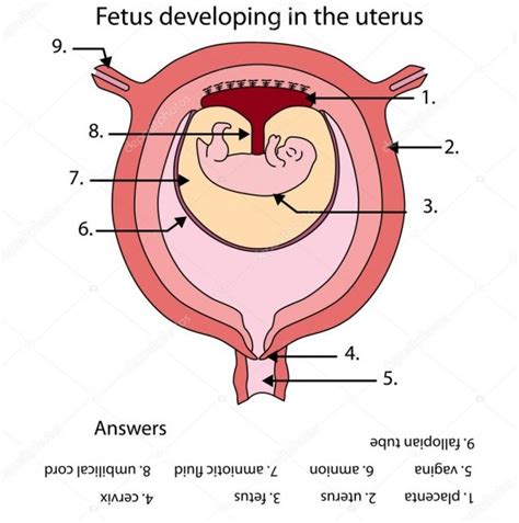 Labelled Diagram Of Baby In Womb
