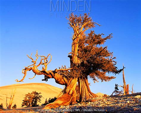 Minden Pictures Stock Photos Ancient Bristlecone Pine At