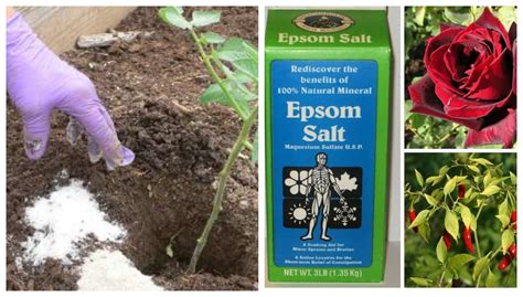 Using Epsom Salts For Plants Is It Good For Them Epsom Salt For