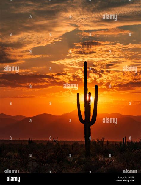 Vibrant Az Sunrise With Lone Lone Saguaro Cactus Silhouette And Sun