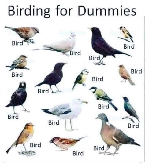 Birding For Dummies Rmemes