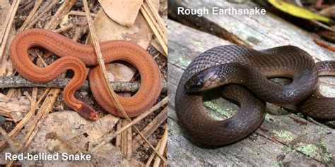 Rough Earthsnake Florida Snake Id Guide
