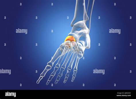 Navicular Bone Of The Foot Illustration Stock Photo Alamy