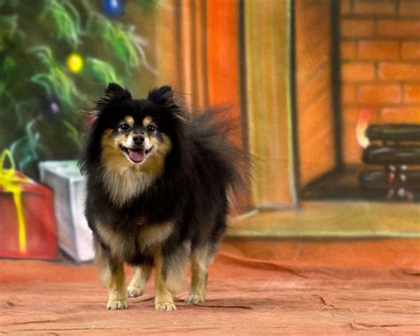 My Black And Tan Pomeranian Pippa Dogs And Puppies Puppies Cute