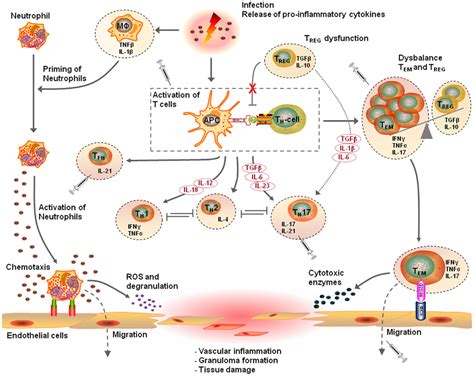 Frontiers T Cells In Vascular Inflammatory Diseases Immunology